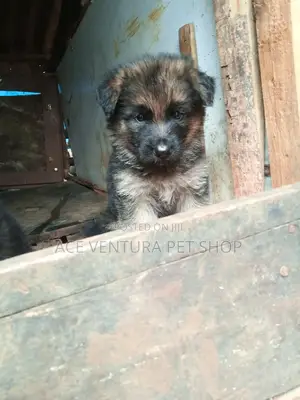 Photo - 3-6 months Male Purebred German Shepherd