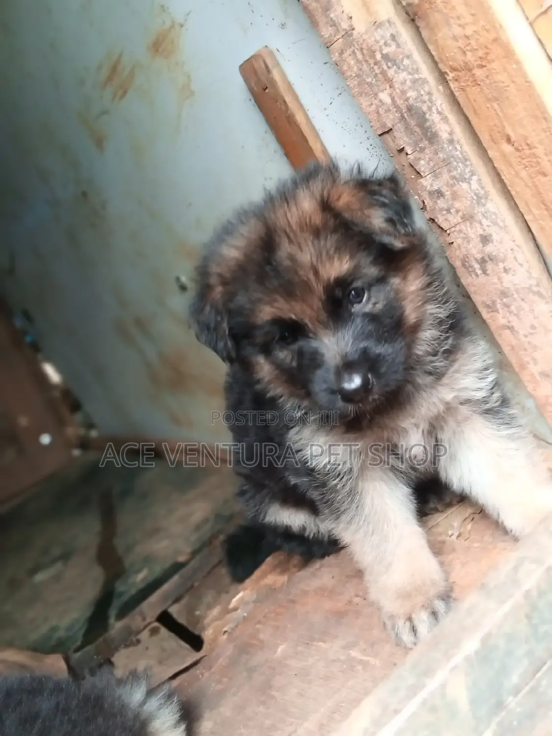 3-6 months Male Purebred German Shepherd