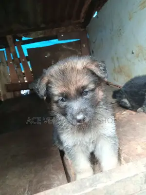 3-6 months Male Purebred German Shepherd