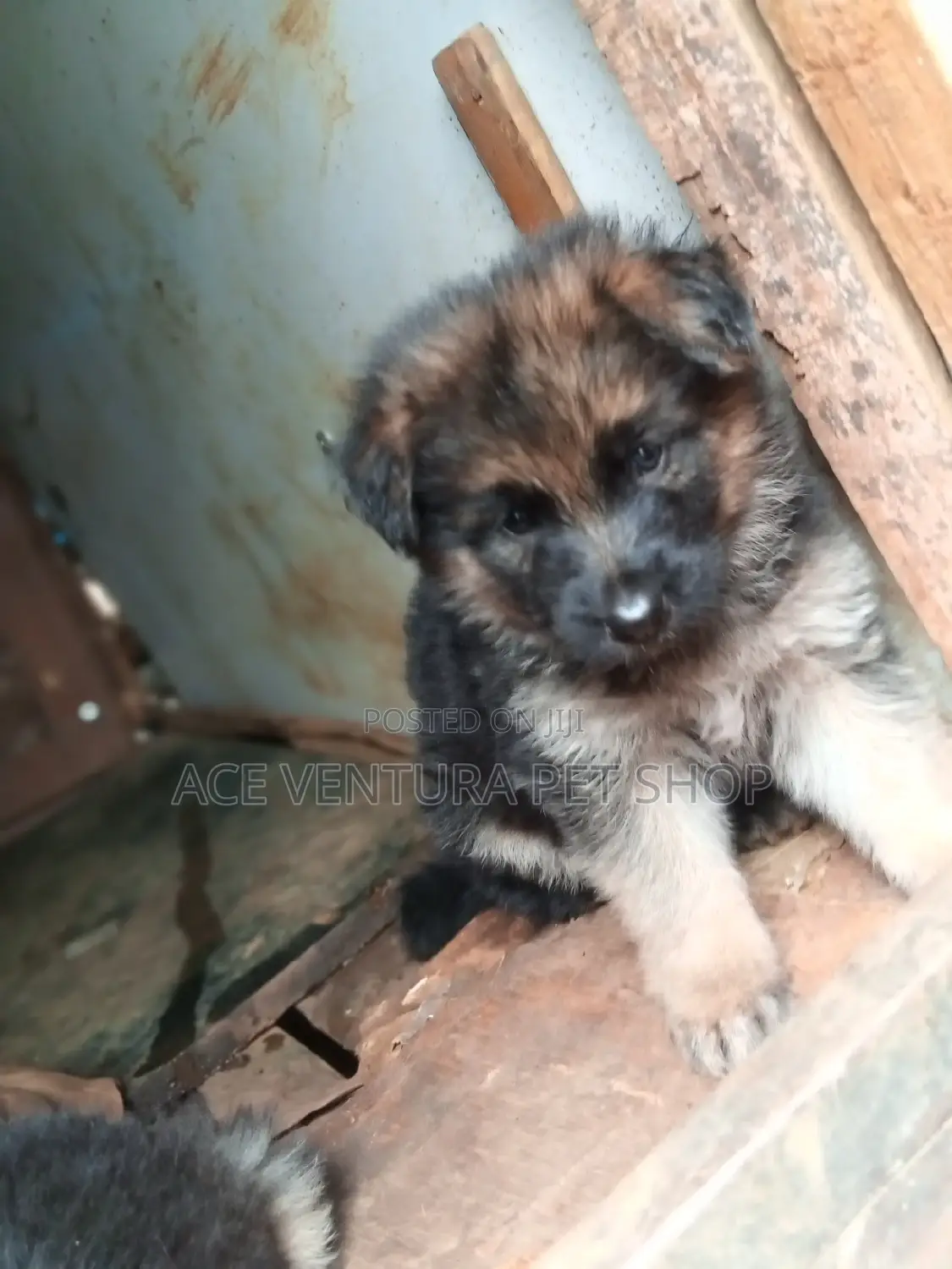 3-6 months Male Purebred German Shepherd