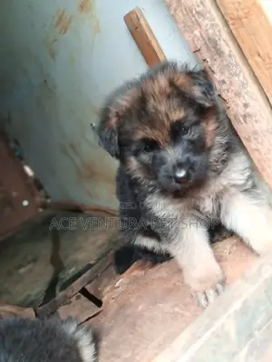 3-6 months Male Purebred German Shepherd