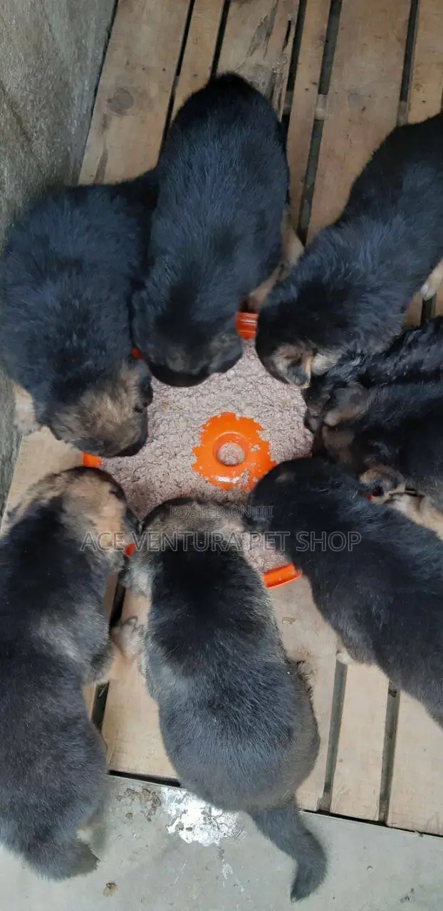 1-3 months Male Purebred German Shepherd