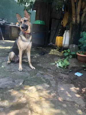 1-3 months Male Purebred German Shepherd