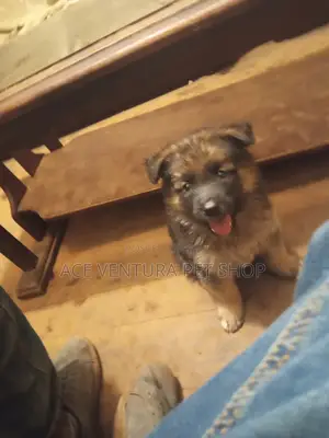 Photo - 1-3 months Male Purebred German Shepherd