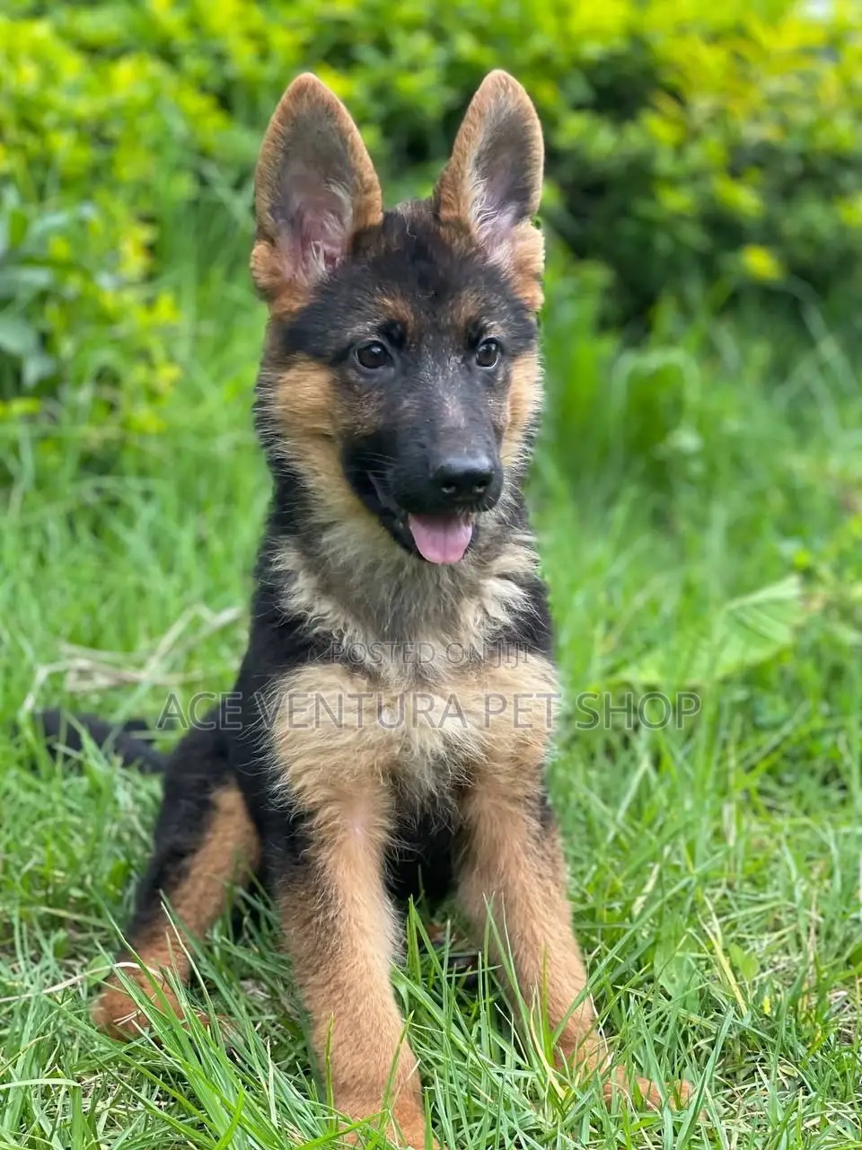 1-3 months Male Purebred German Shepherd