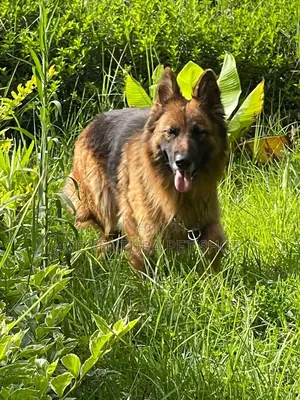 1-3 months Male Purebred German Shepherd