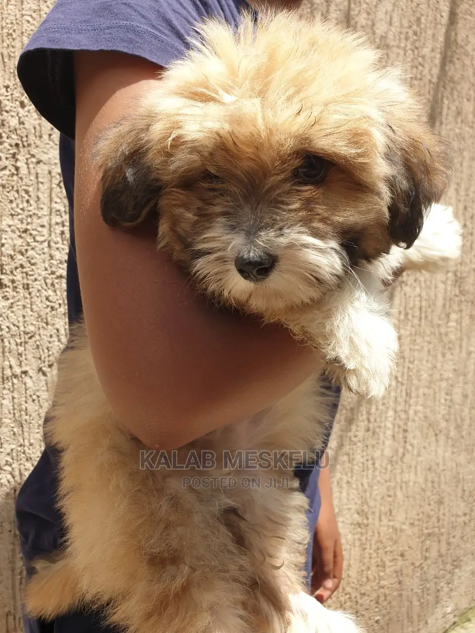 3-6 months Male Purebred Shih Tzu