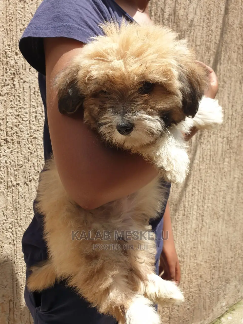 3-6 months Male Purebred Shih Tzu