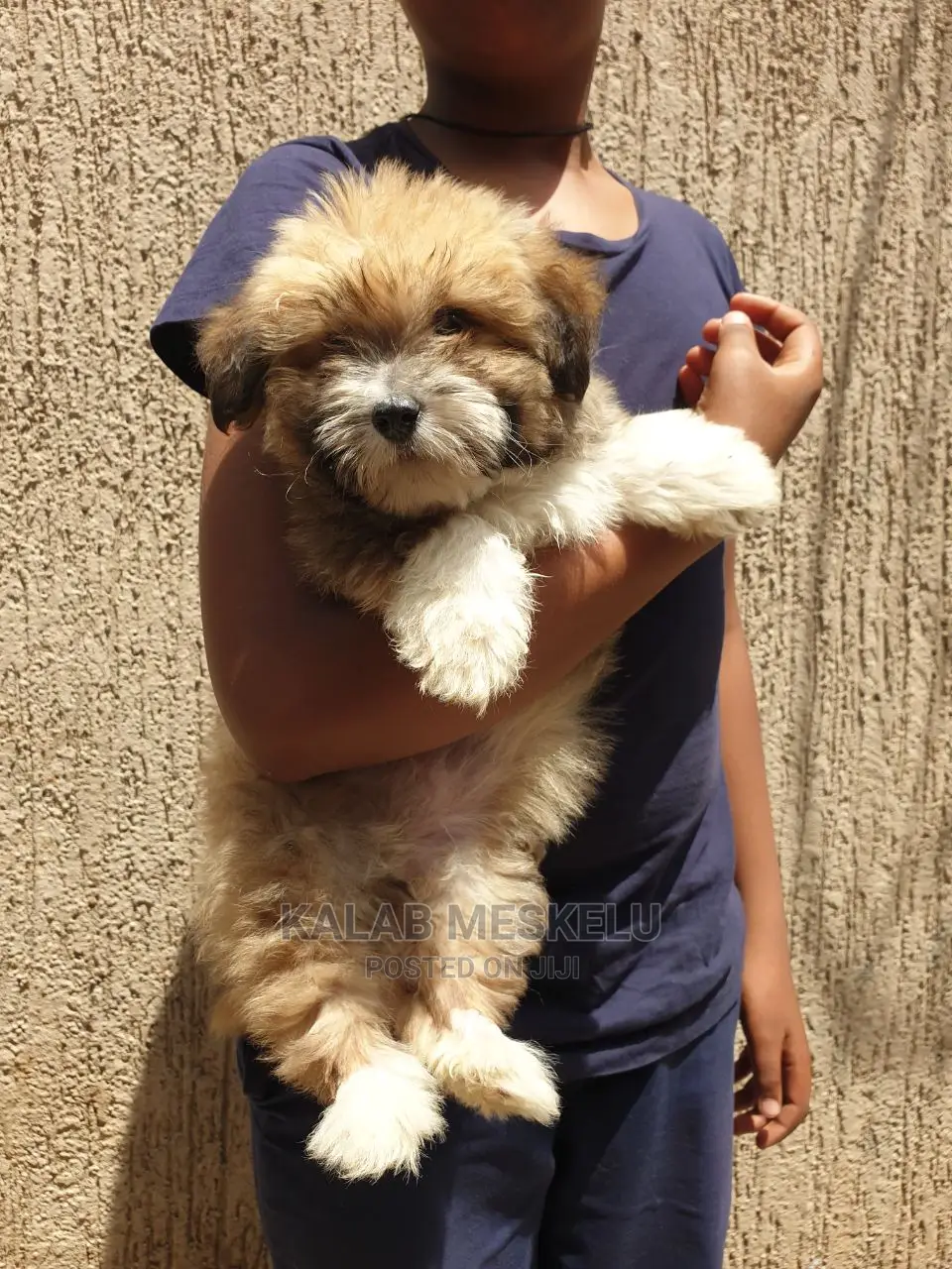 3-6 months Male Purebred Shih Tzu