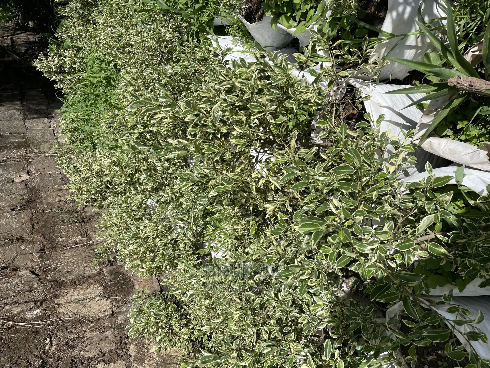 Sheraton Ficus Very Nice Plant for Lobby Decoration