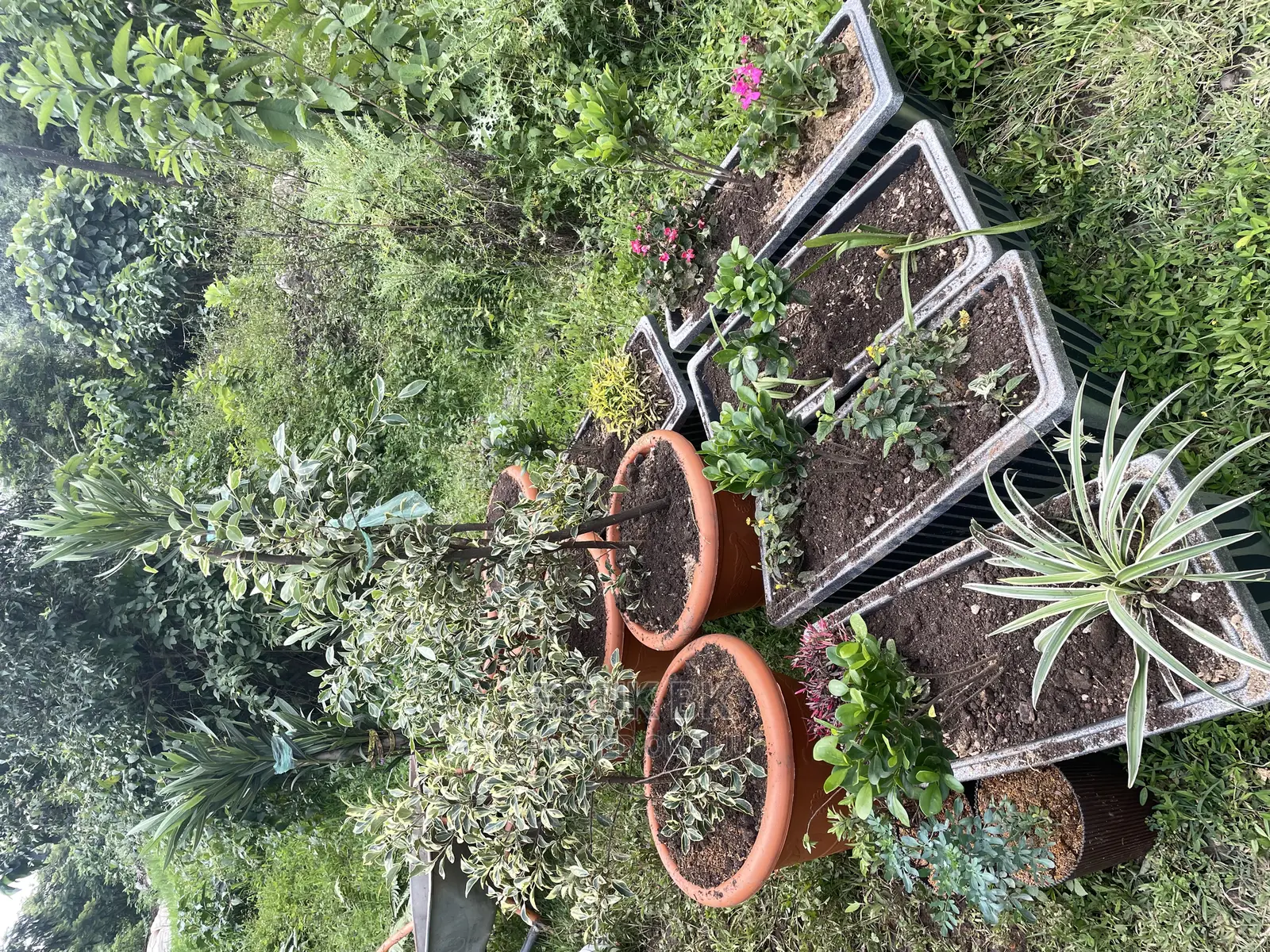 Sheraton Ficus Very Nice Plant for Lobby Decoration