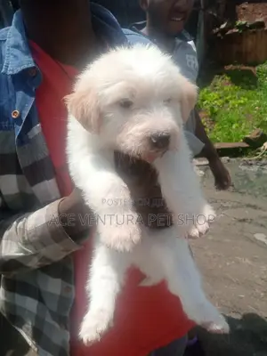 Photo - 1-3 months Male Purebred Maltese