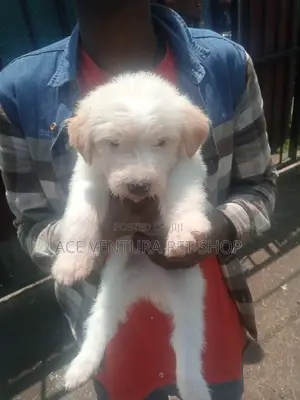 1-3 months Male Purebred Maltese