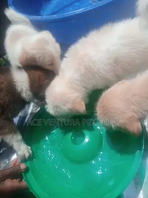 1-3 months Male Purebred Maltese