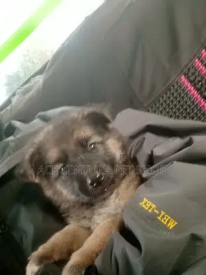 1-3 months Male Purebred German Shepherd