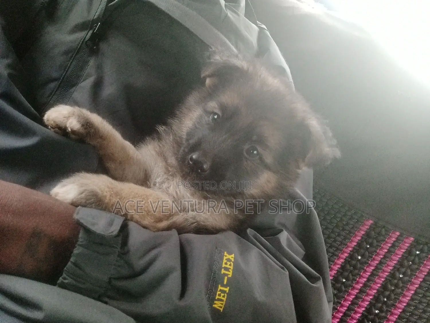 1-3 months Male Purebred German Shepherd