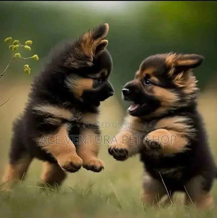 1-3 months Male Purebred German Shepherd
