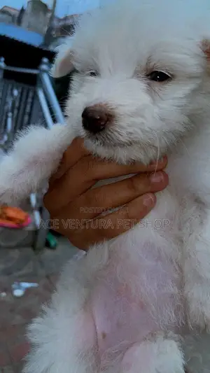 Photo - 1-3 months Female Purebred Maltese