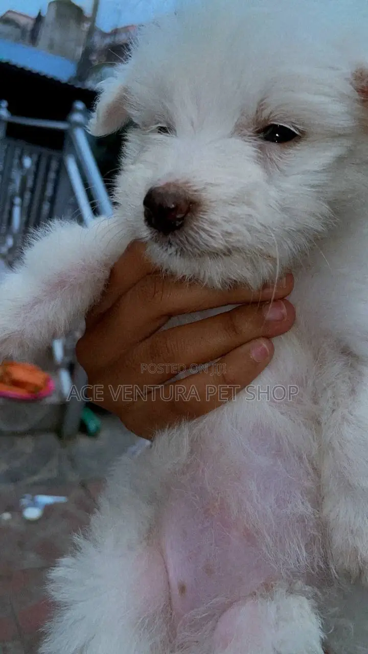 1-3 months Female Purebred Maltese