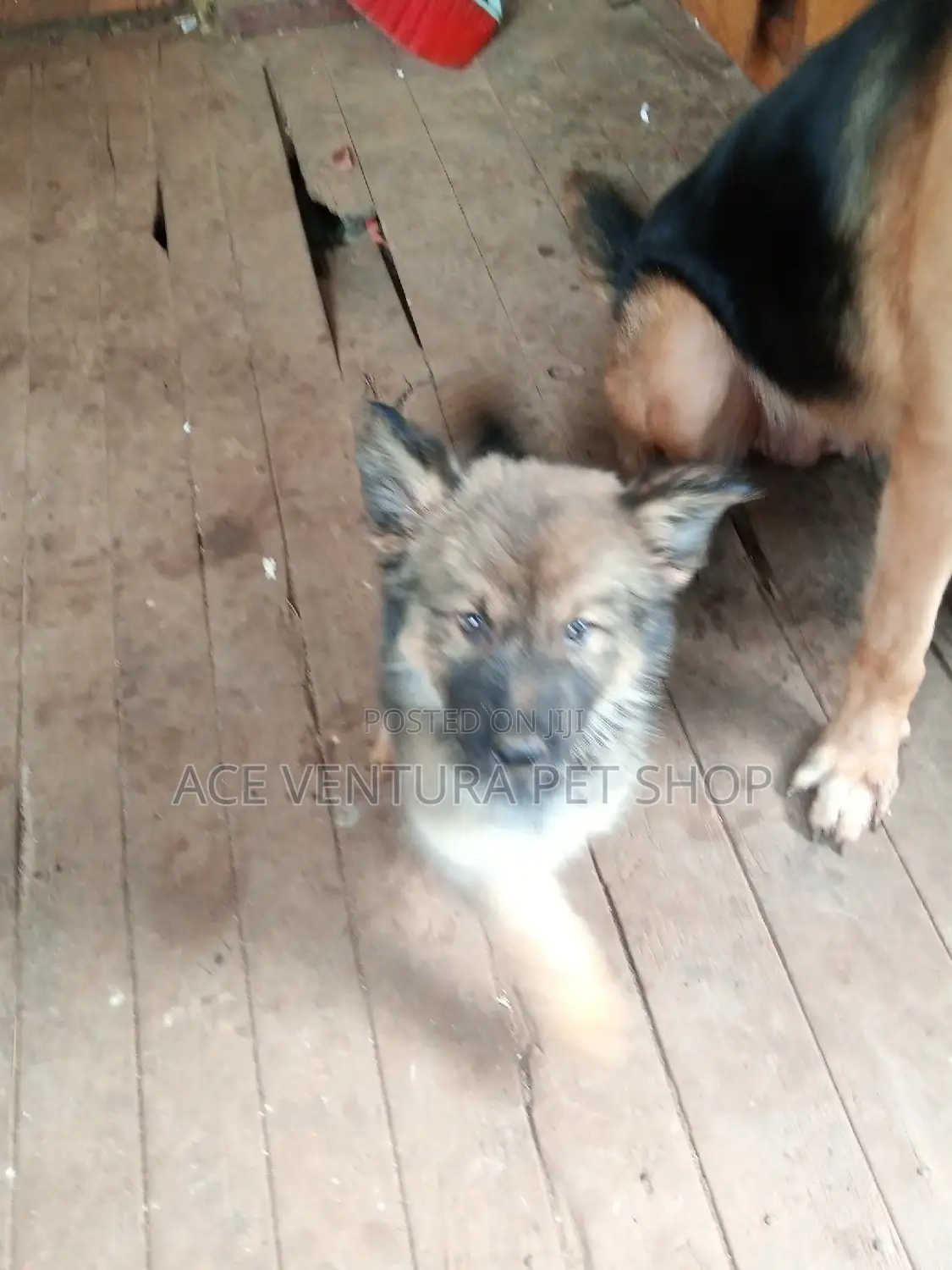 1-3 months Male Purebred German Shepherd