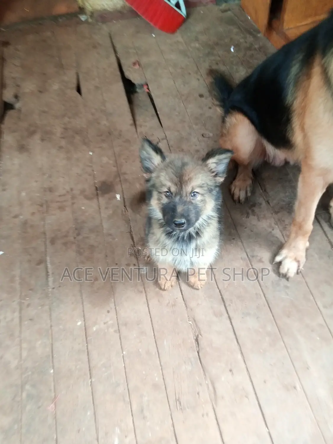 1-3 months Male Purebred German Shepherd