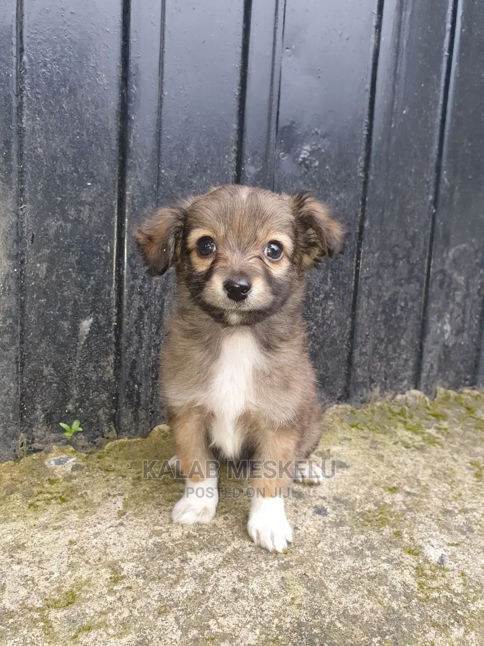 1-3 months Male Mixed Breed Papillon