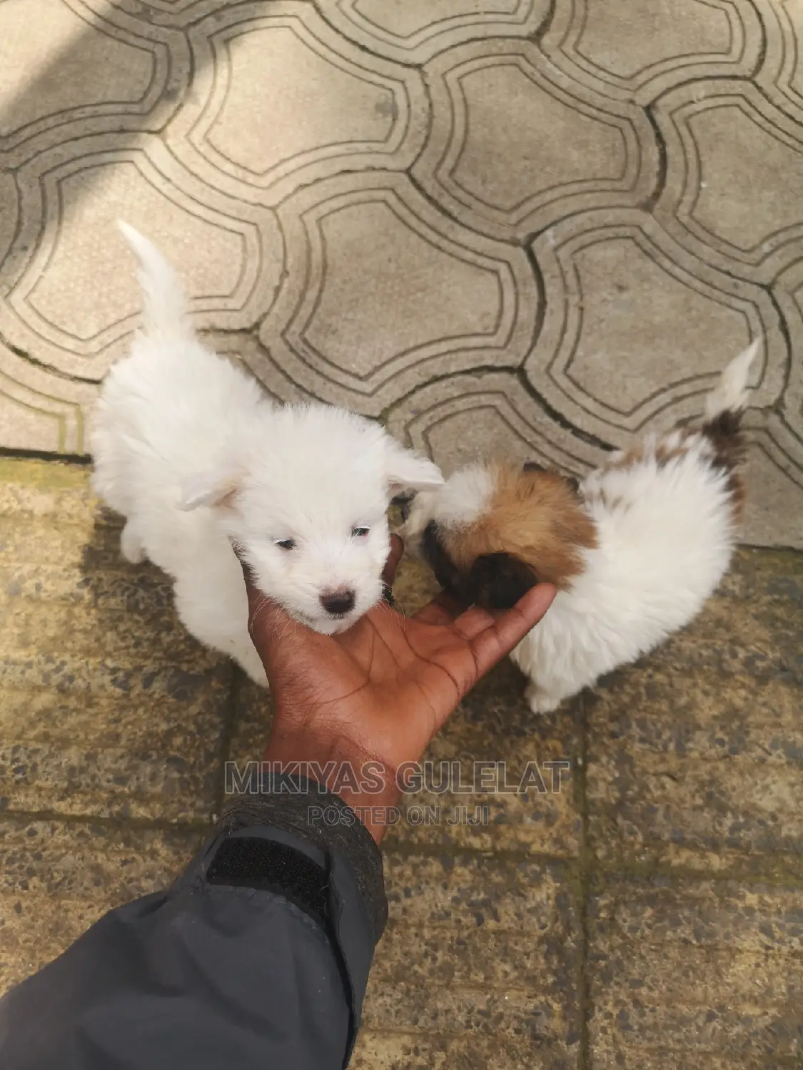 1-3 months Male Purebred Maltese