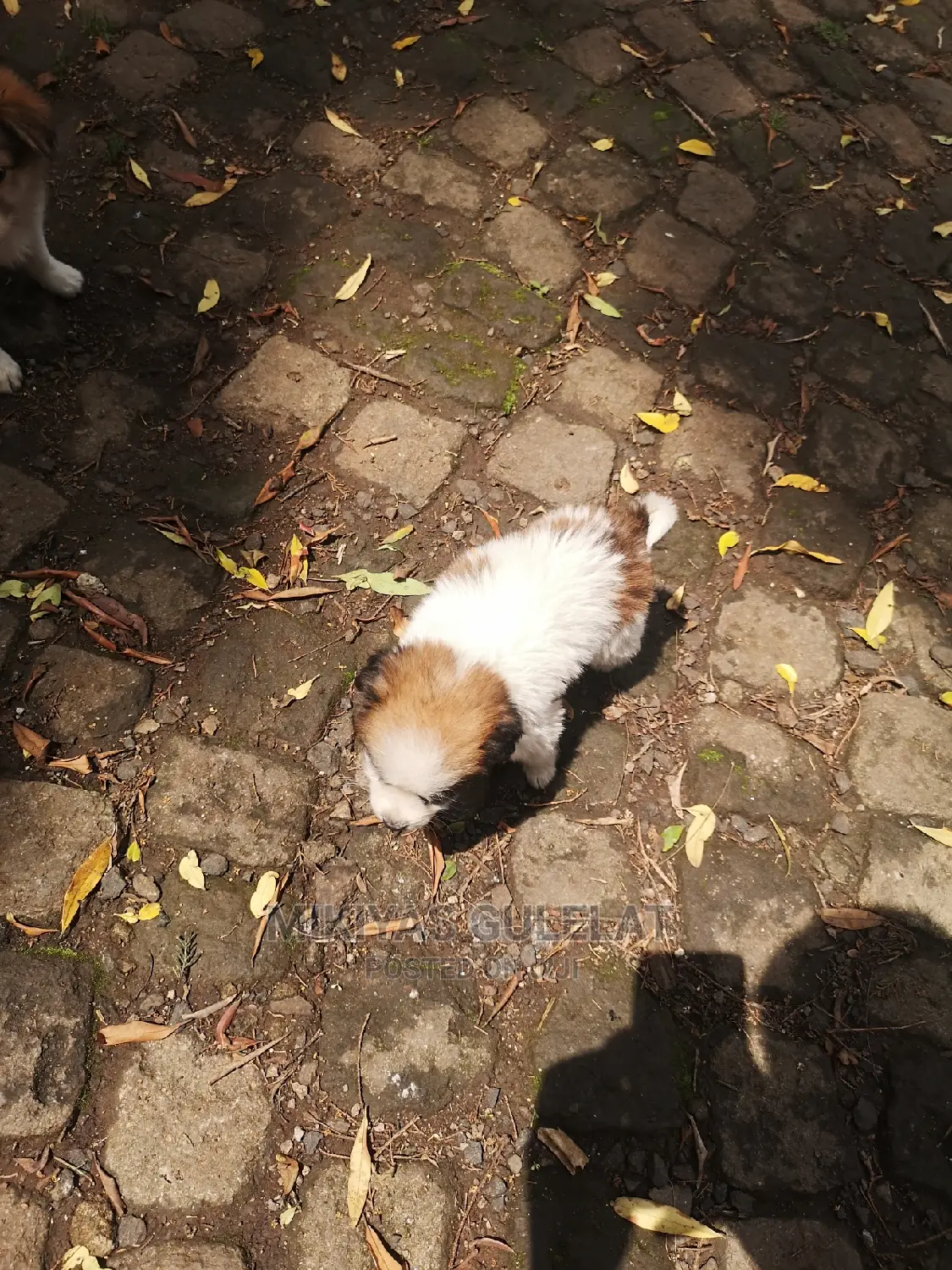 1-3 months Male Purebred Maltese