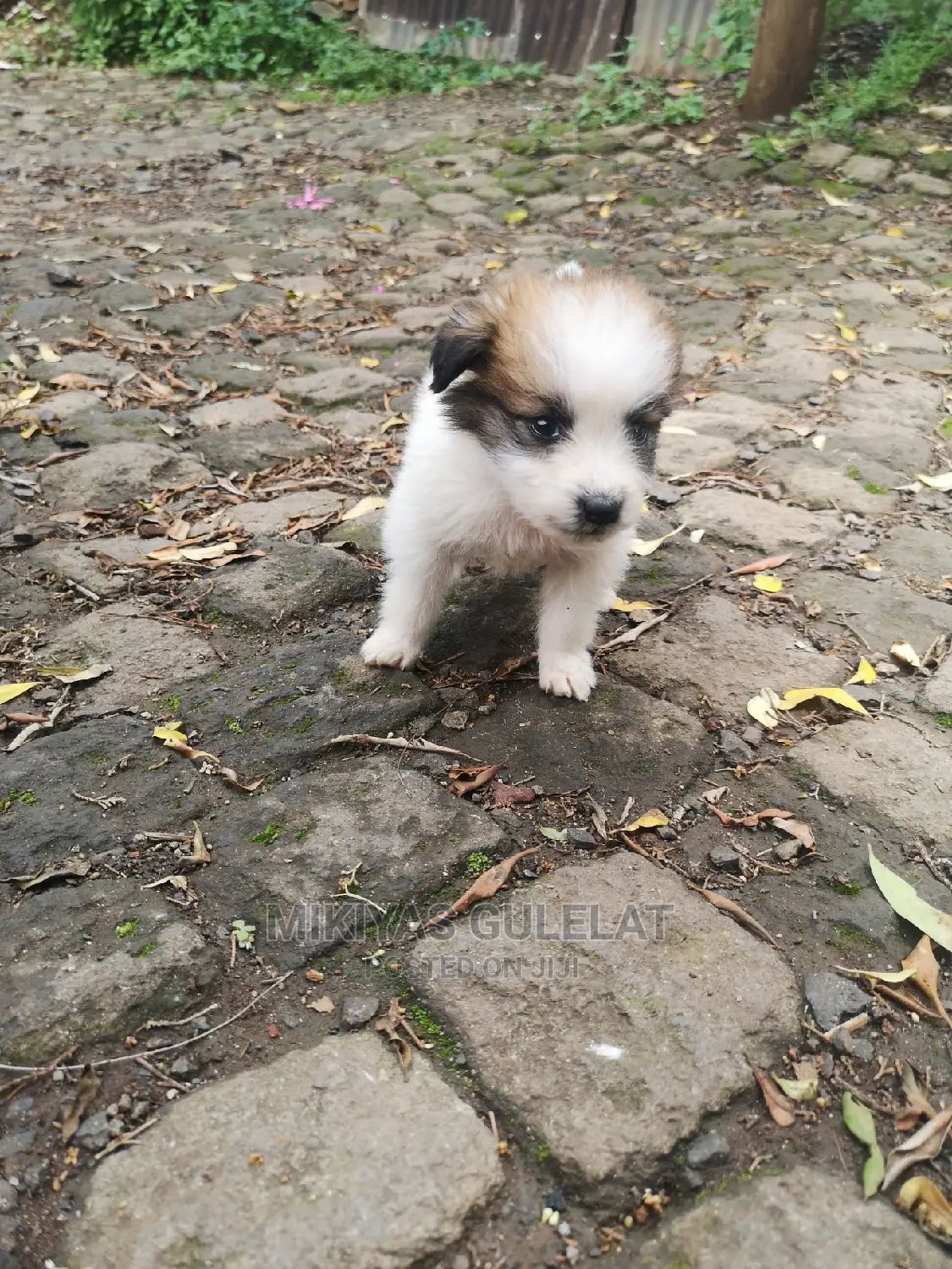 1-3 months Male Purebred Maltese