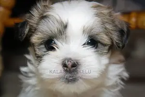 0-1 month Male Purebred Shih Tzu
