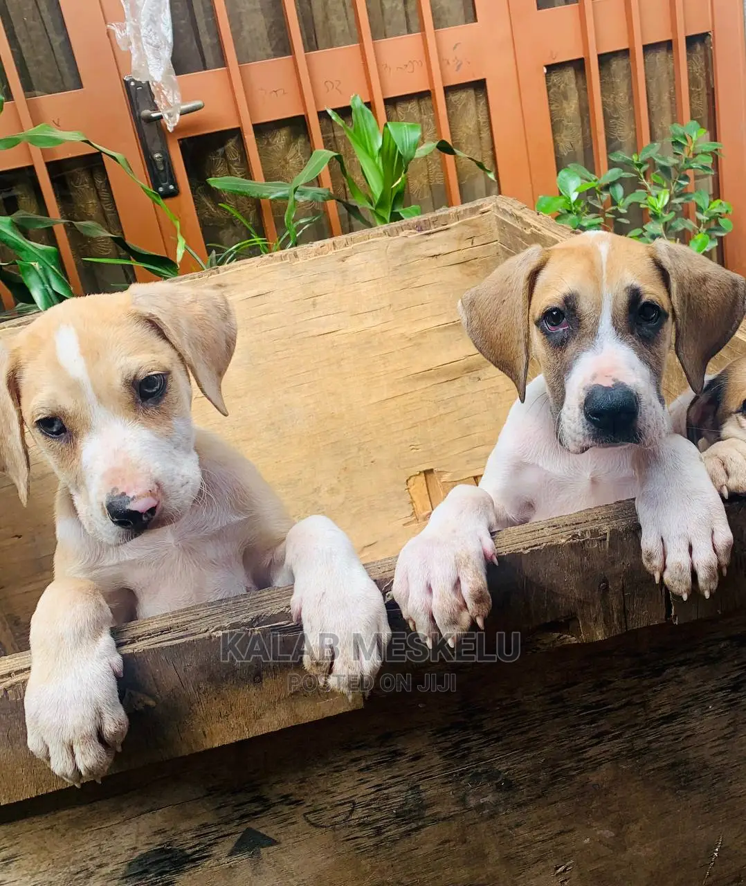 1-3 months Male Purebred Great Dane