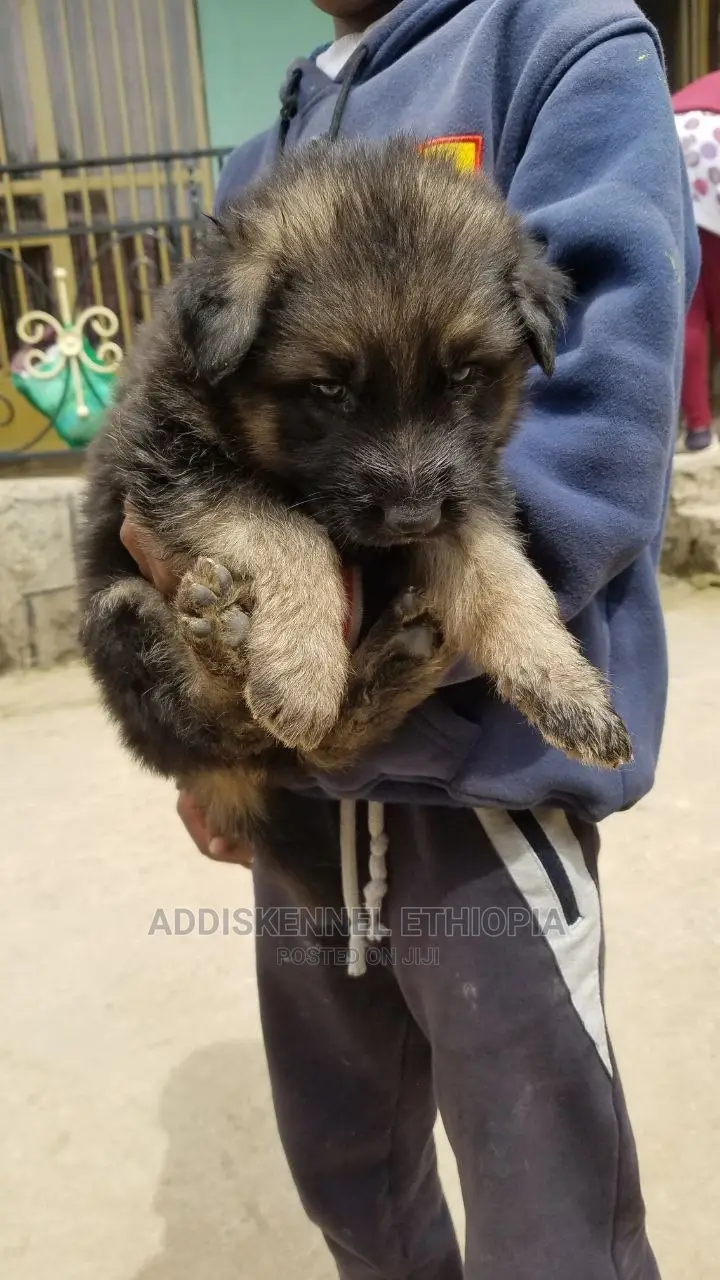 3-6 months Male Purebred German Shepherd