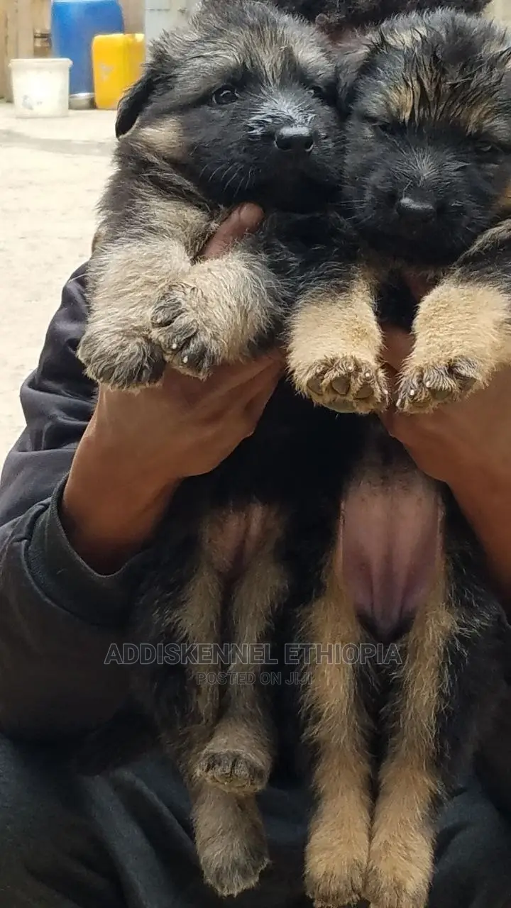 3-6 months Male Purebred German Shepherd