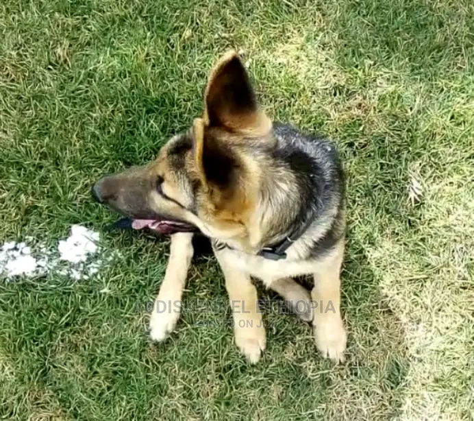 3-6 months Male Purebred German Shepherd