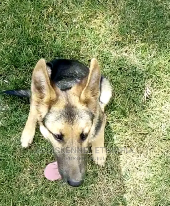 3-6 months Male Purebred German Shepherd