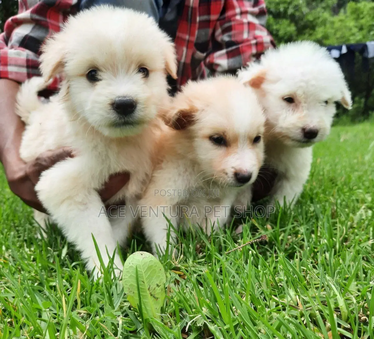 1-3 months Male Purebred Maltese
