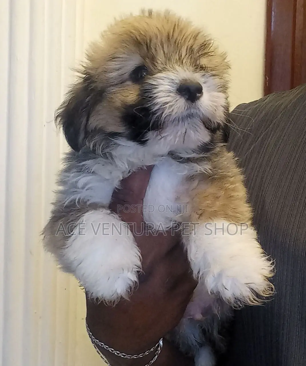 1-3 months Male Purebred Maltese