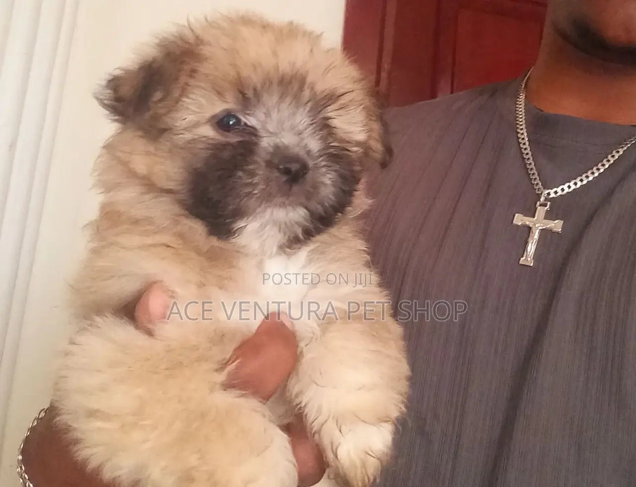 1-3 months Male Purebred Maltese