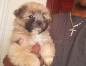 1-3 months Male Purebred Maltese