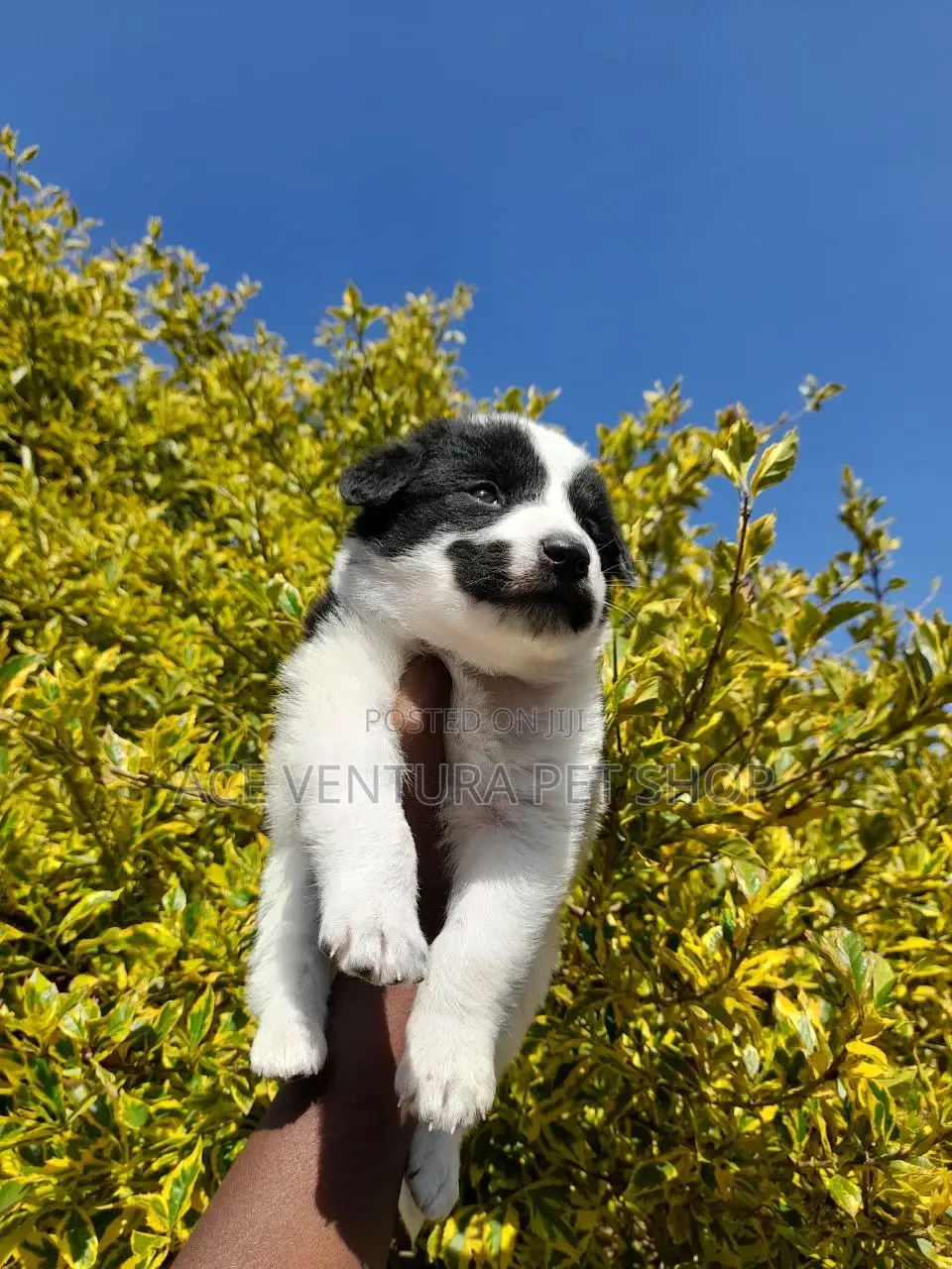 1-3 months Male Purebred Maltese
