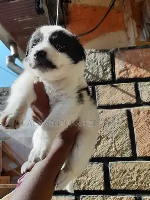 1-3 months Male Purebred Maltese