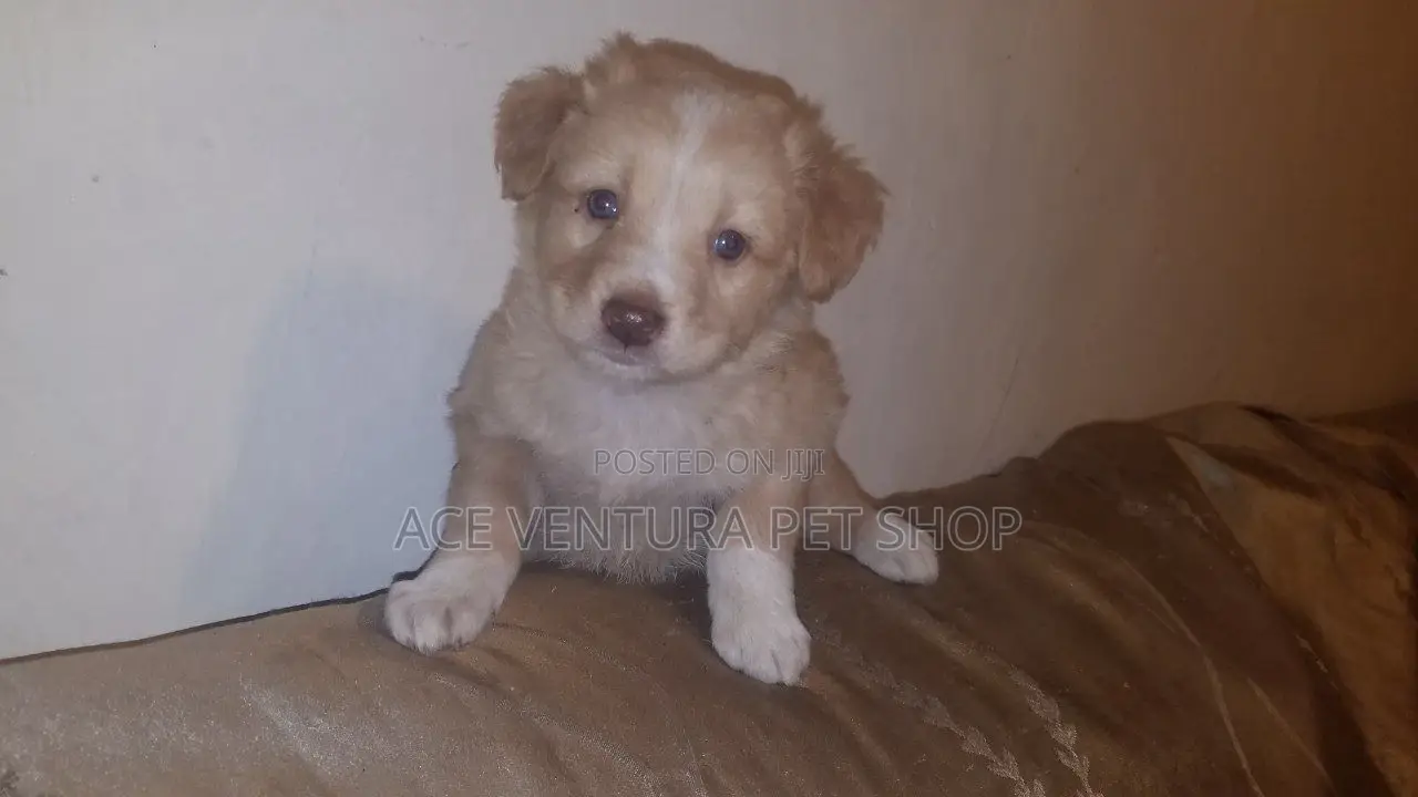 1-3 months Male Purebred Maltese