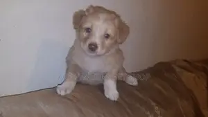 Photo - 1-3 months Male Purebred Maltese