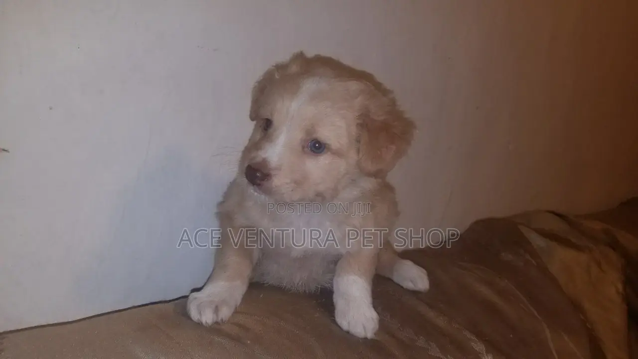 1-3 months Male Purebred Maltese