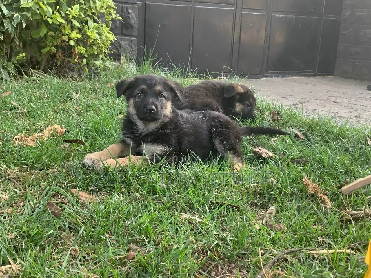 1-3 months Male Purebred German Shepherd