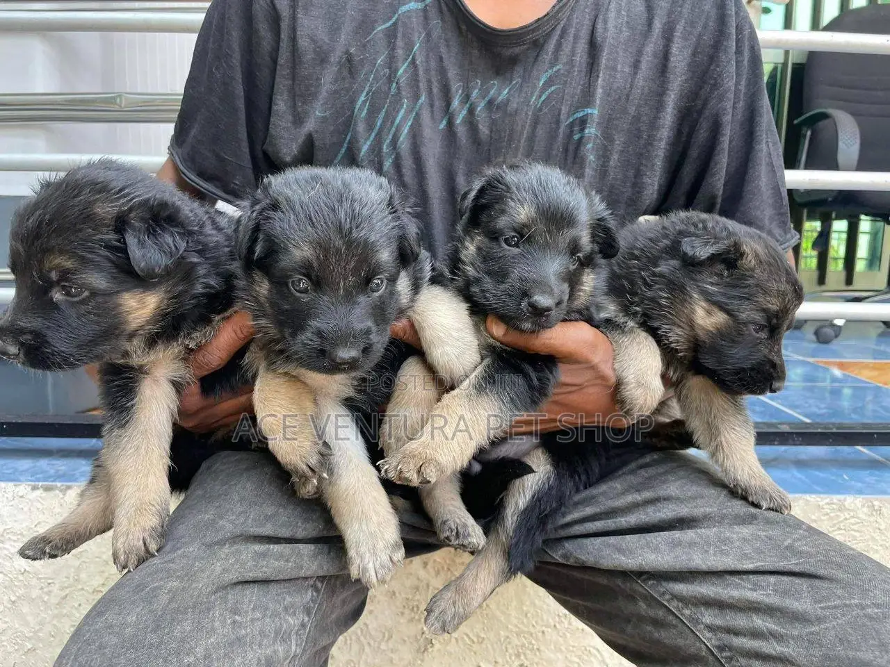 1-3 months Male Purebred German Shepherd