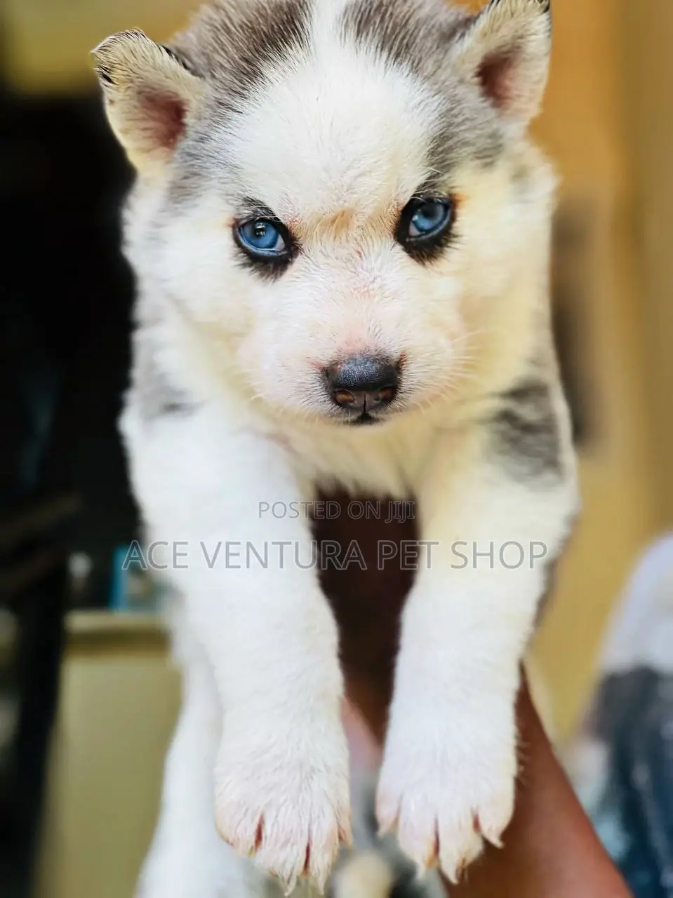 1-3 months Male Purebred Siberian Husky