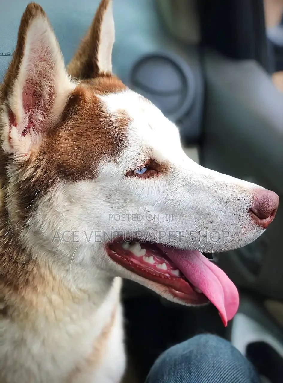1-3 months Male Purebred Siberian Husky