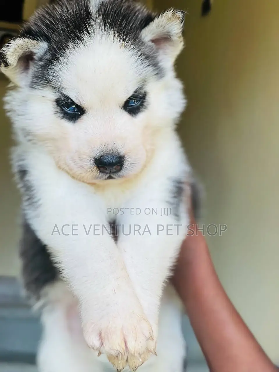 1-3 months Male Purebred Siberian Husky