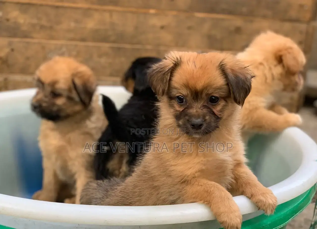 1-3 months Male Purebred Stabyhoun